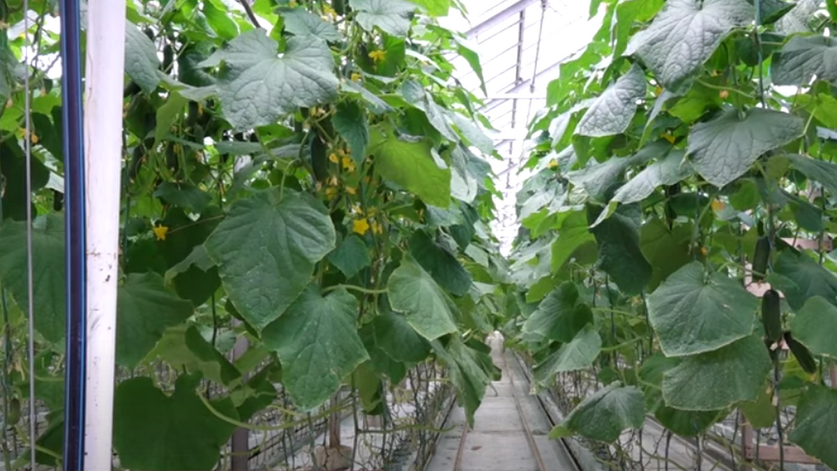 Як у Великолучківській громаді вирощують огірки за голландськими технологіями