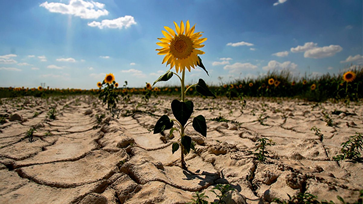 Аномальна спека і засуха: літо 2022 на Закарпатті найсухіше за останні десятиліття