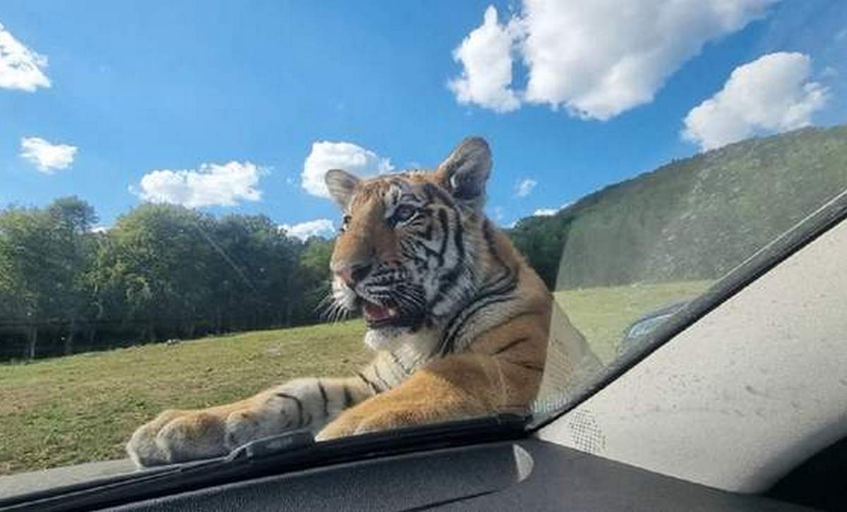 Тигра, який начебто втік у Словаччину, виявили на Закарпатті