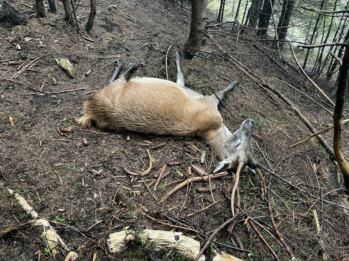 На Закарпатті в еко-парку невідомі потруїли двох оленів упродовж тижня