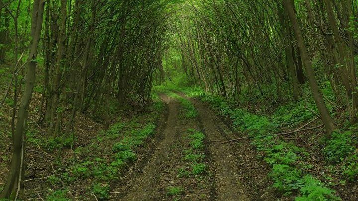 На Закарпатті два дні не можуть знайти зниклого грибника На Закарпатті два дні не можуть знайти зниклого грибника