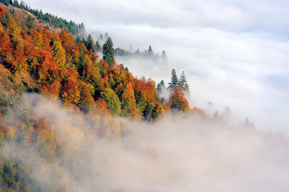 Закарпатський гідрометцентр попереджає про туман та зниження температури