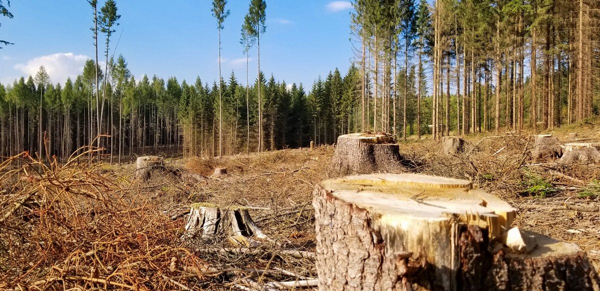 Лісгосп на Закарпатті повинен виплатити 890 тис. грн збитків Лісгосп на Закарпатті повинен виплатити 890 тис. грн збитків