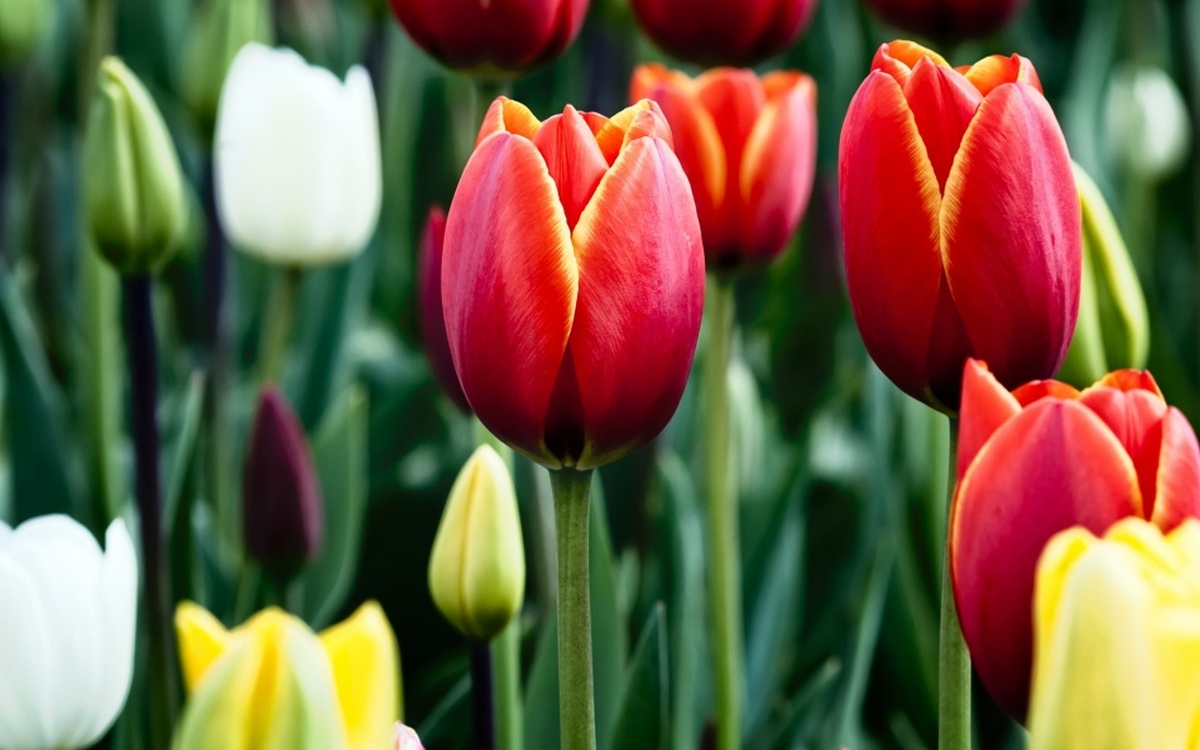 8 березня у Мукачеві: "Зелений ринок" заповнений тюльпанами