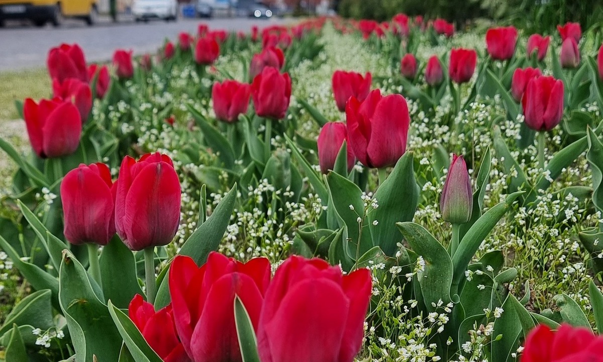 Алея тюльпанів пам’яті Романа Жука почала квітнути в Мукачеві