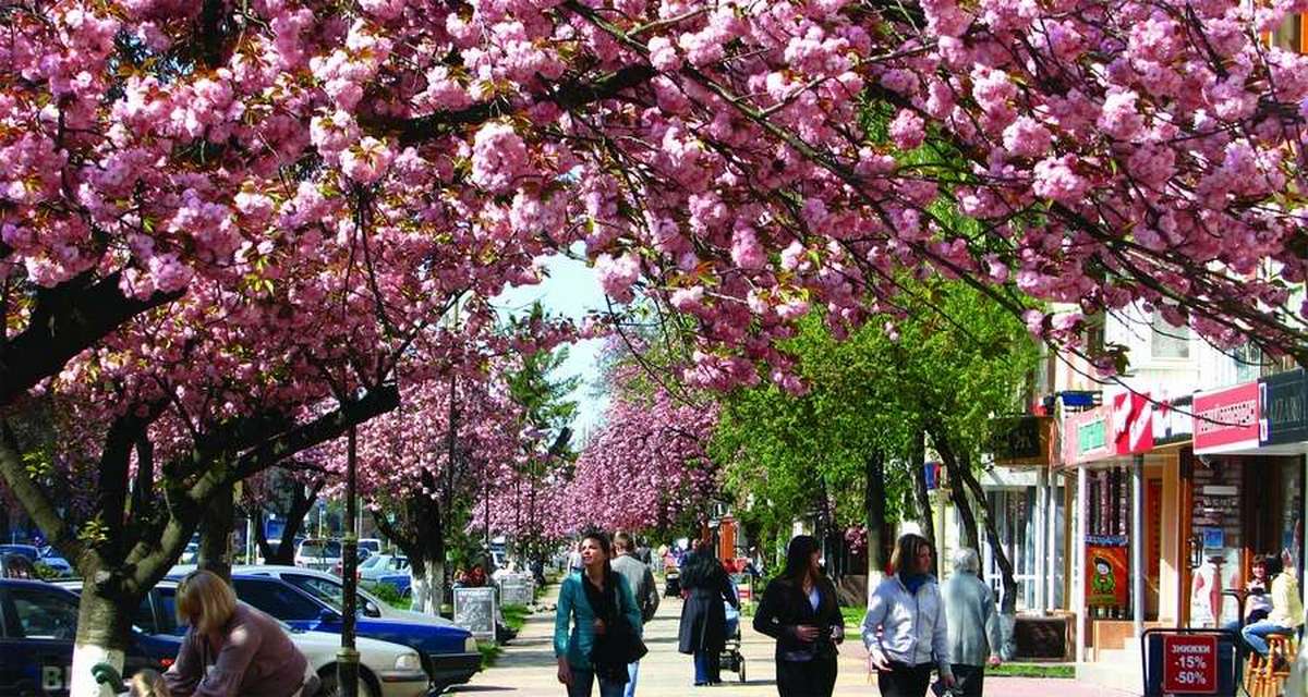 В Ужгород приїжджають сотні туристів, аби насолодитися цвітінням сакур