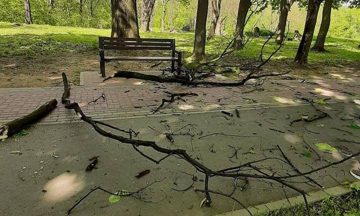 ФОТО: Віталій Глагола / Telegram Гілка дерева впала й травмувала людину