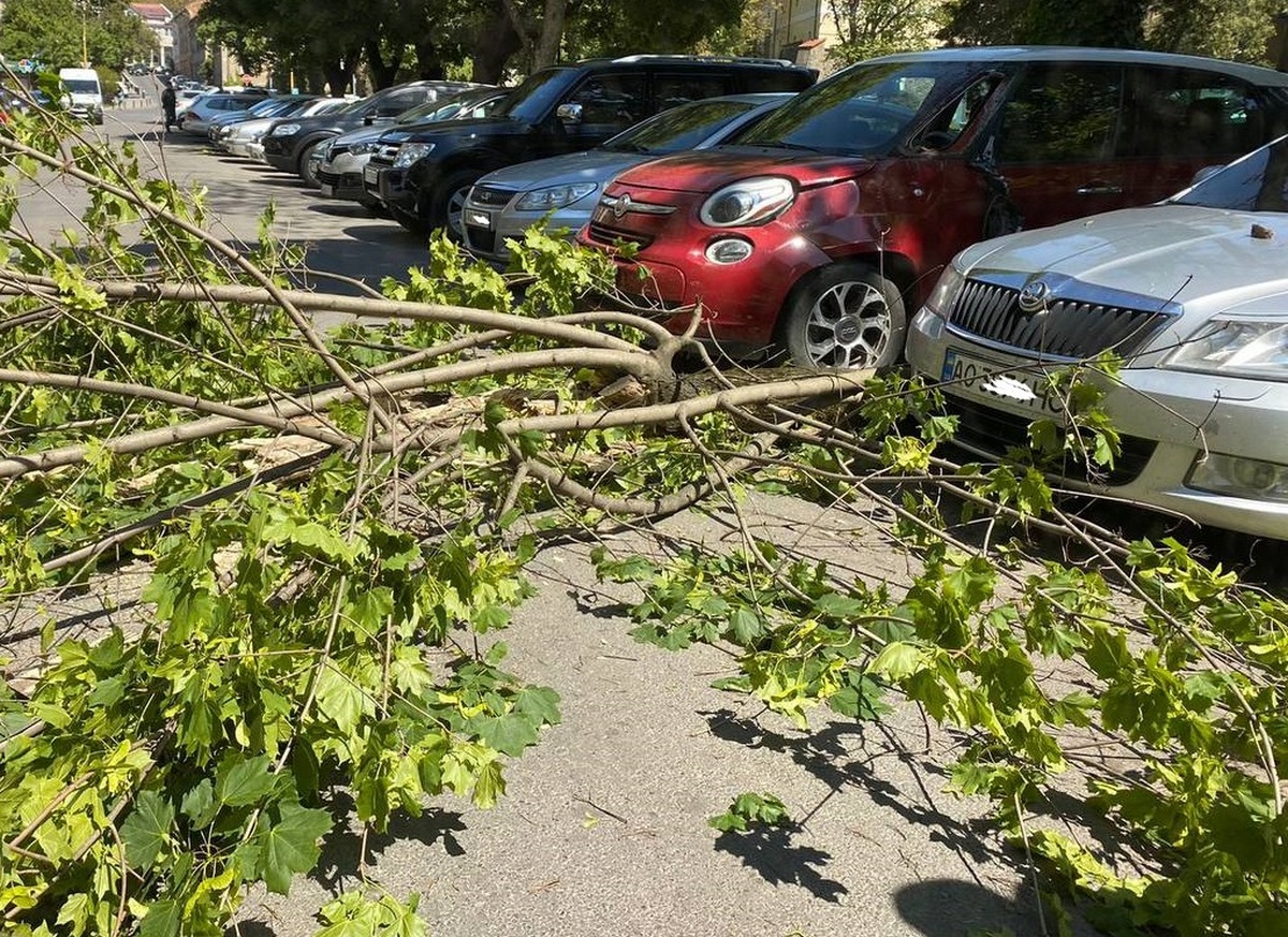 ФОТО: Віталій Глагола В Ужгороді гілка з дерева впала на припарковані автомобілі