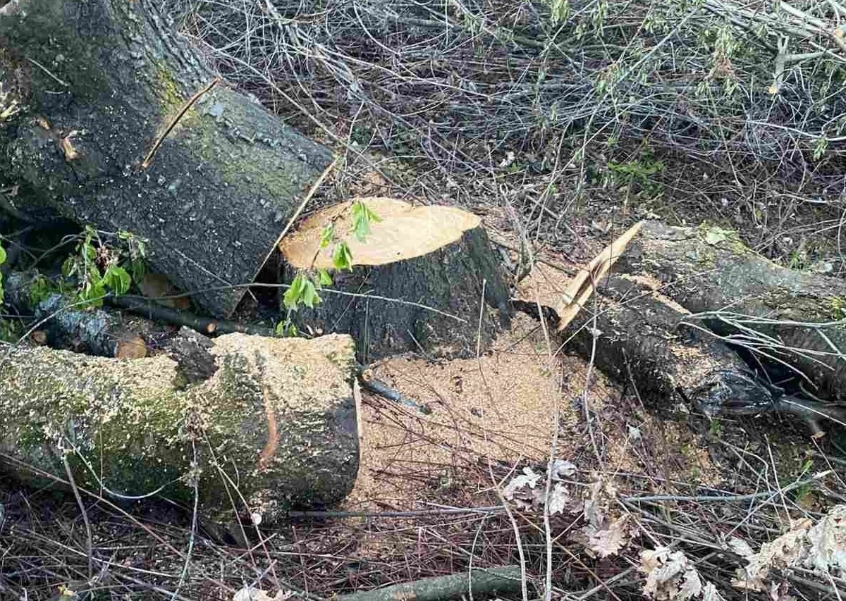 В Ужгороді фірма незаконно зрубала 350 дерев