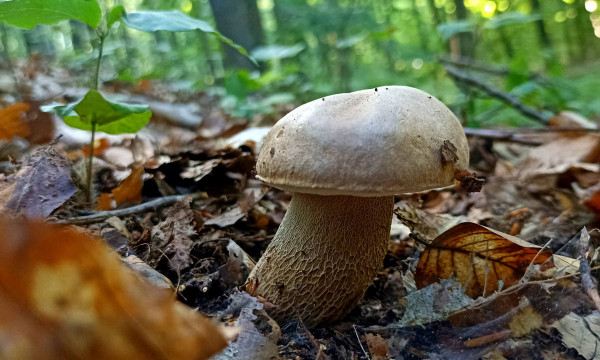 Стартував грибний сезон: закарпатці в соцмережі діляться світлинами знайдених грибів