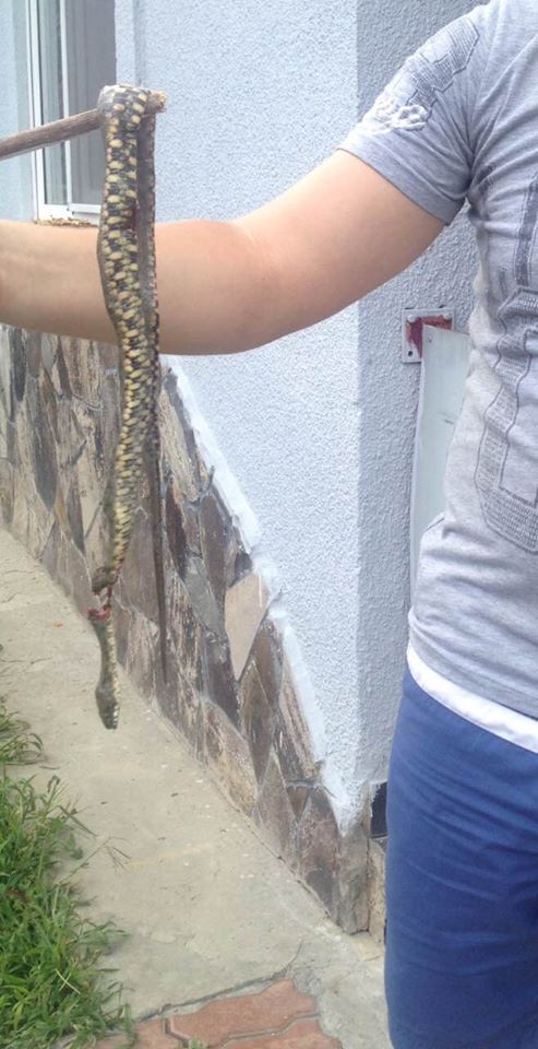 Діти кричали та кликали дорослих: у самому центрі Мукачева виявили змію