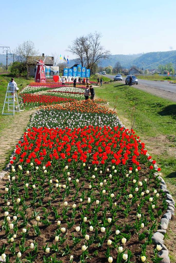 Тюльпани у селі Невицьке