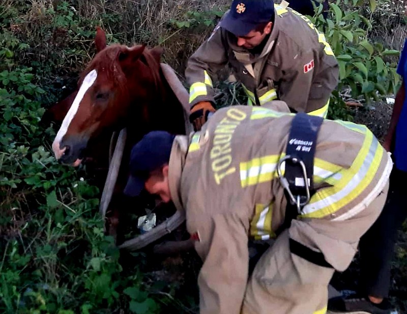 В Ужгороді рятувальники визволили коня з пастки