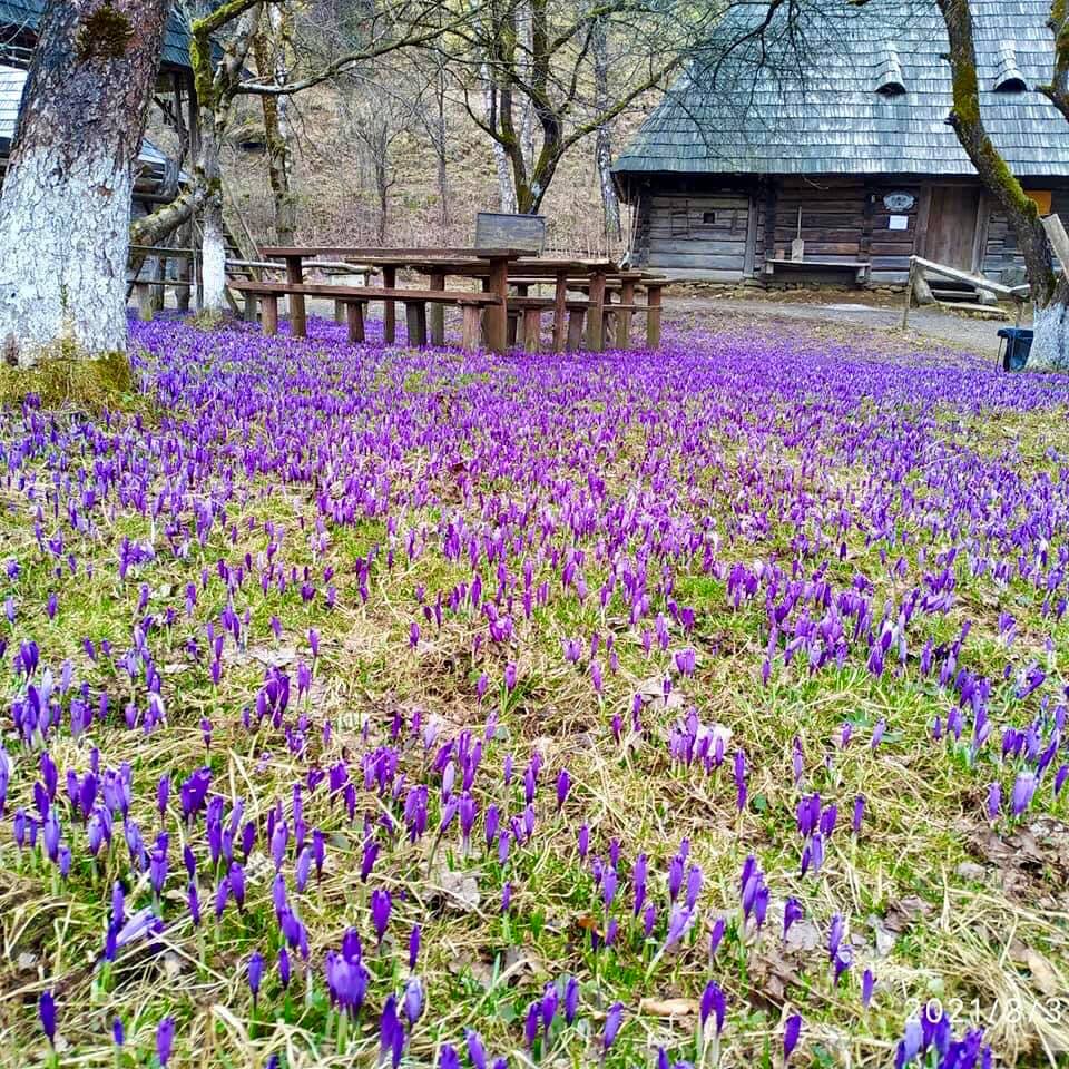 У мережі показали неймовірні фото квітучого поля у Колочаві