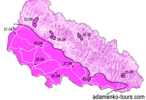 Карта цвітіння сакур у Закарпатті