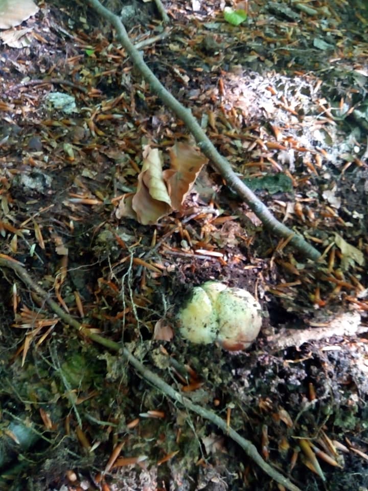 Перші білі гриби у Закарпатті