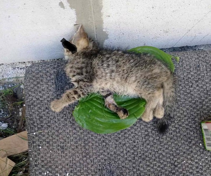 В Ужгороді діти жорстоко вбили кошеня