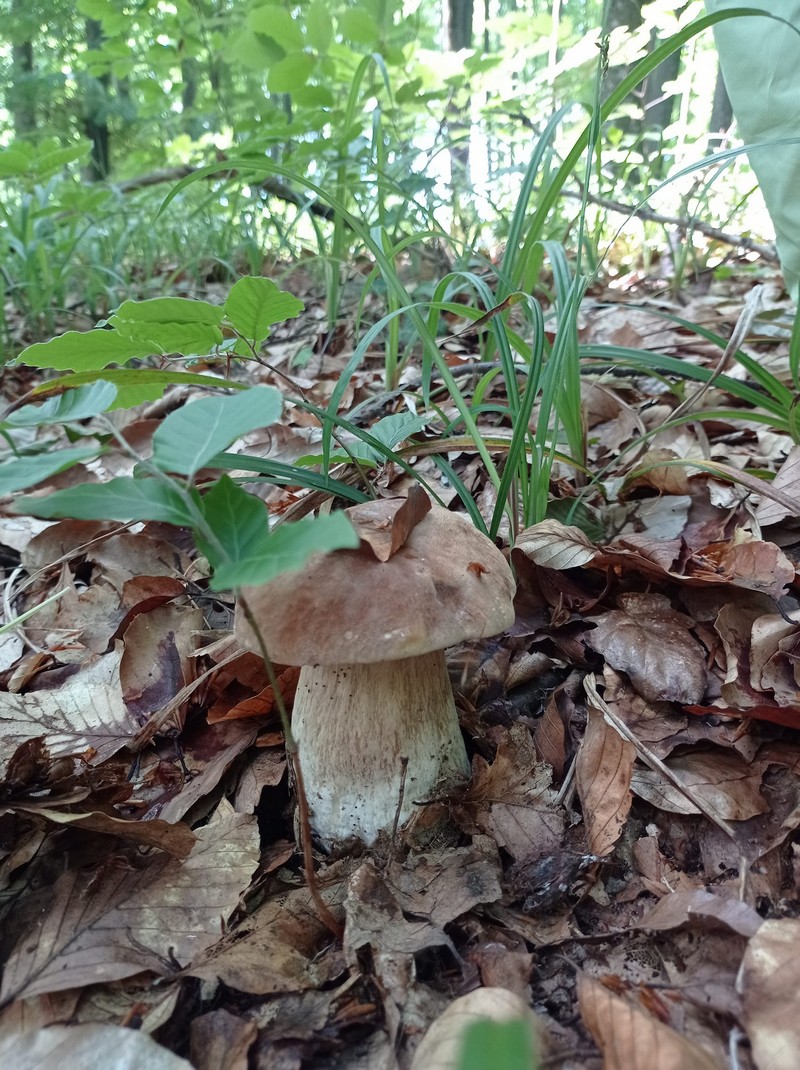 У лісах Закарпаття з’явились гриби