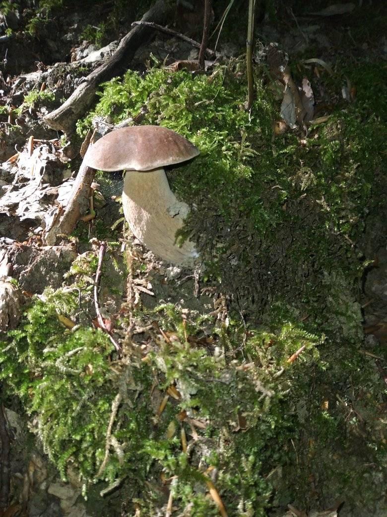 Білі гриби