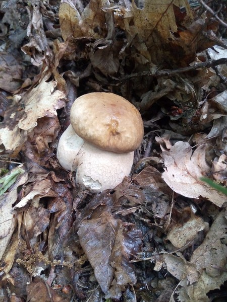 У кількох районах Закарпаття вже збирають гриби