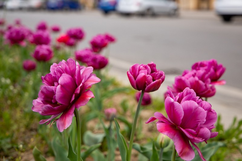 В Ужгороді розквітли понад 40 000 тюльпанів