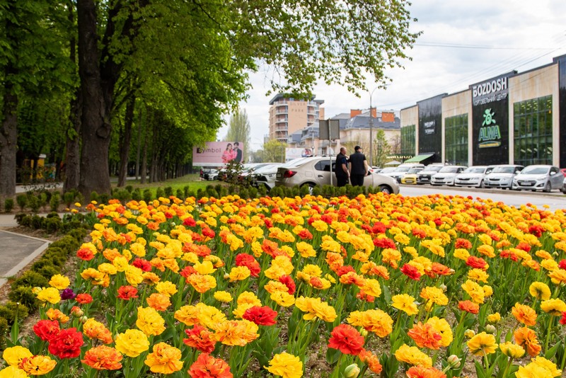 Цієї весни в обласному центрі Закарпаття милують око близько 42 000 тюльпанів